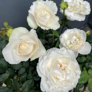 Blanche Neige Rose