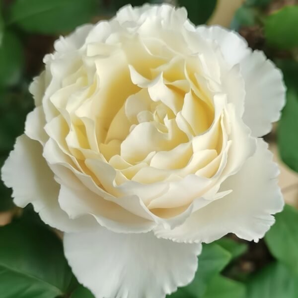 Blanche Neige Rose