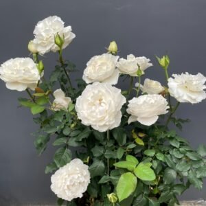 Blanche Neige Rose Plant｜伊芙白雪公主 - 图片 10