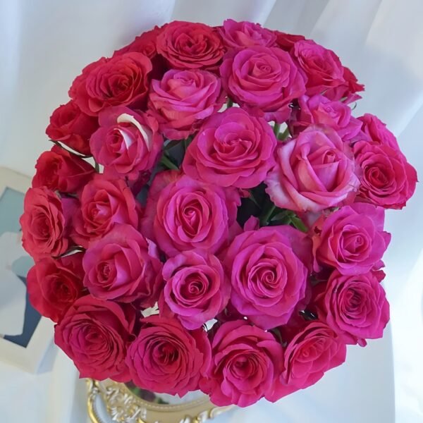 Cherry Avalanche Rose