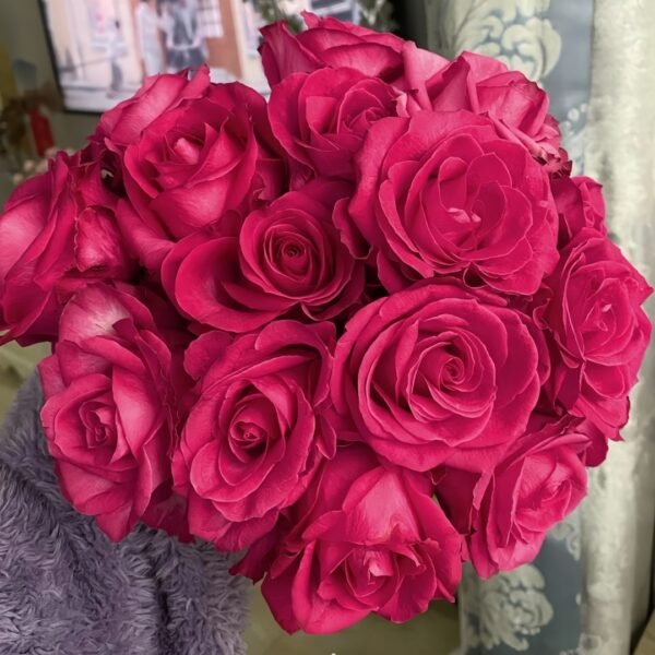 Cherry Avalanche Rose