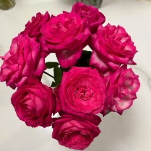 Cherry Avalanche Rose