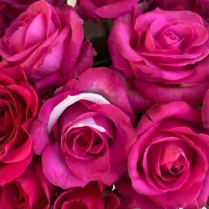 Cherry Avalanche Rose