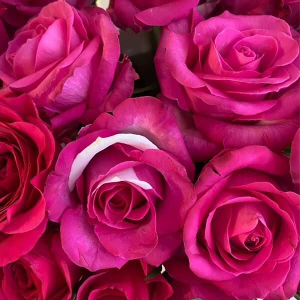 Cherry Avalanche Rose