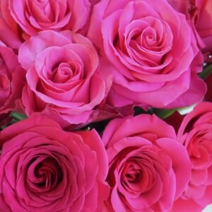 Cherry Avalanche Rose