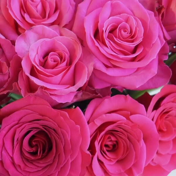 Cherry Avalanche Rose