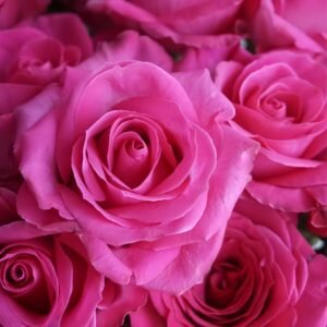 Cherry Avalanche Rose