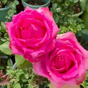 Cherry Avalanche Rose