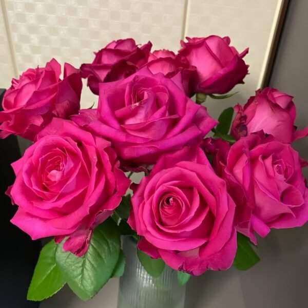 Cherry Avalanche Rose