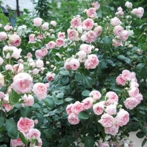 Cinderella Rose Plant|灰姑娘 - 图片 10