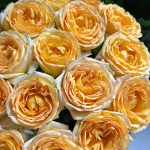 Cote d'or Rose Plant｜金丘 - 图片 5