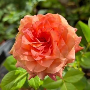 Country Aquarelle Rose