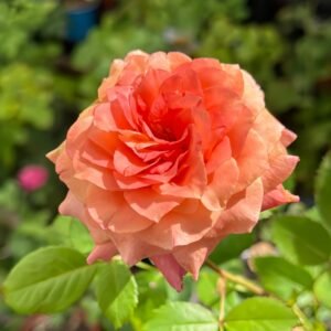 Country Aquarelle Rose