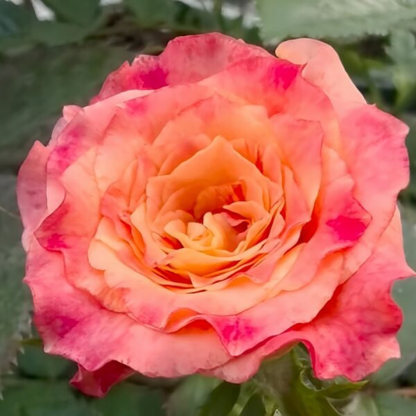 Country Aquarelle Rose