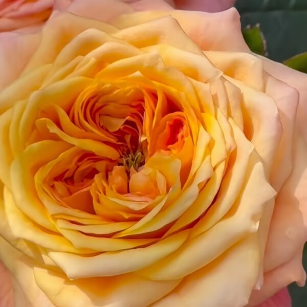 Country Aquarelle Rose