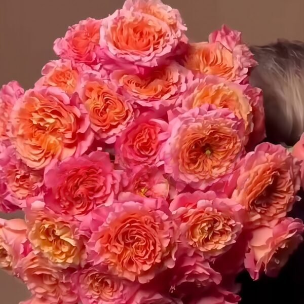 Country Aquarelle Rose