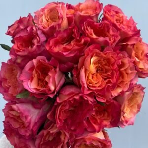 Country Aquarelle Rose