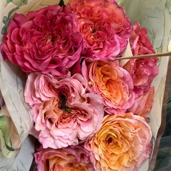 Country Aquarelle Rose