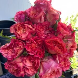 Country Aquarelle Rose