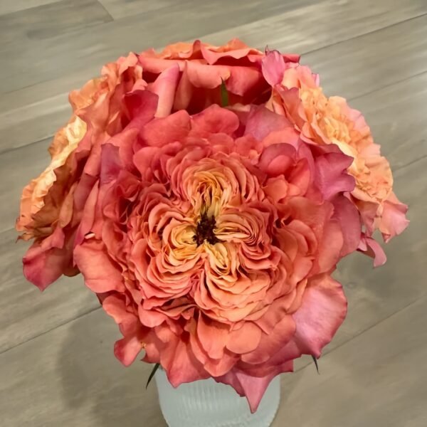 Country Aquarelle Rose