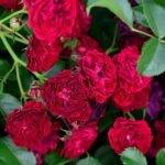 Crimson Siluetta Rose