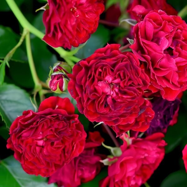 Crimson Siluetta Rose