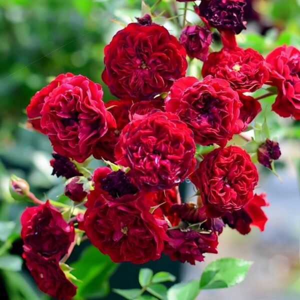 Crimson Siluetta Rose