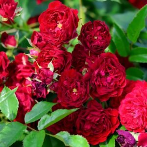 Crimson Siluetta Rose