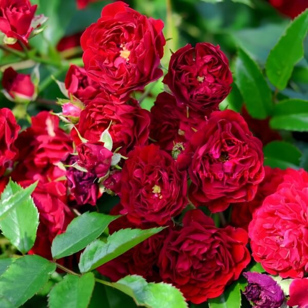 Crimson Siluetta Rose