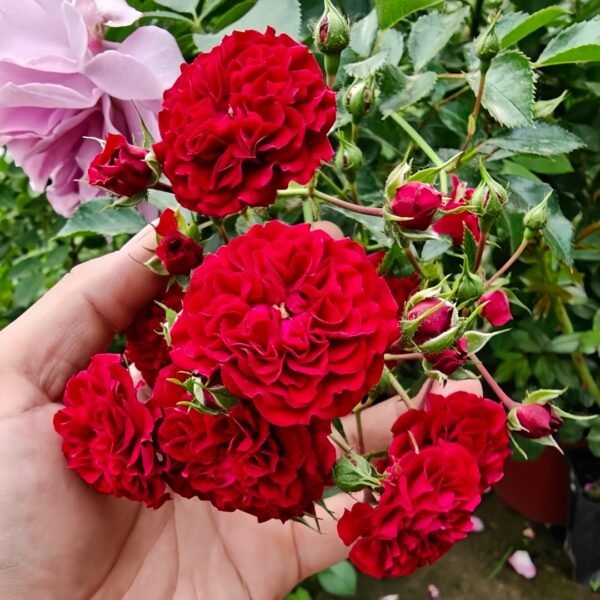 Crimson Siluetta Rose