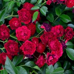 Crimson Siluetta Rose