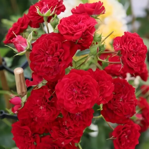 Crimson Siluetta Rose