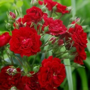 Crimson Siluetta Rose