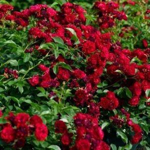 Crimson Siluetta Rose