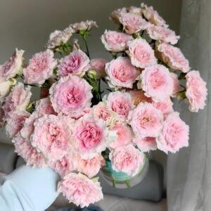 Fancy Rora Rose Plant｜情迷罗拉 - 图片 10
