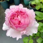 Fragrance of Fragrances Rose