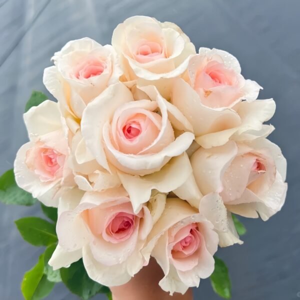 Fragrant Snow Rose