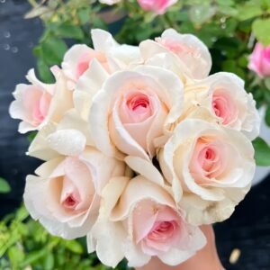 Fragrant Snow Rose