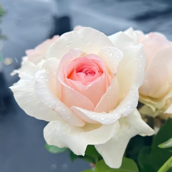 Fragrant Snow Rose