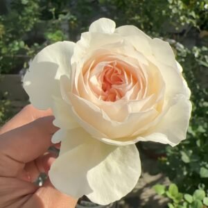 Fragrant Snow Rose