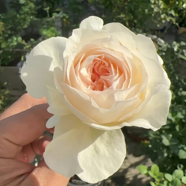 Fragrant Snow Rose