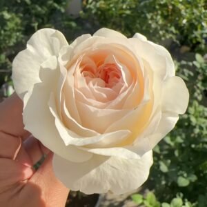 Fragrant Snow Rose