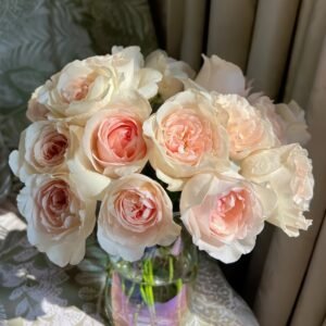 Fragrant Snow Rose