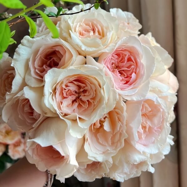 Fragrant Snow Rose