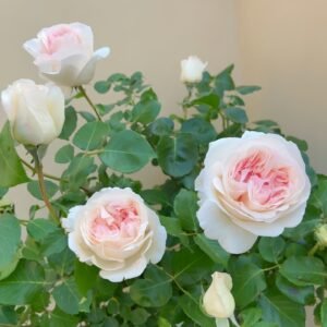 Fragrant Snow Rose
