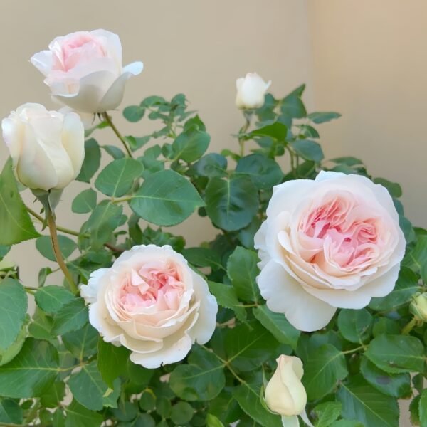 Fragrant Snow Rose
