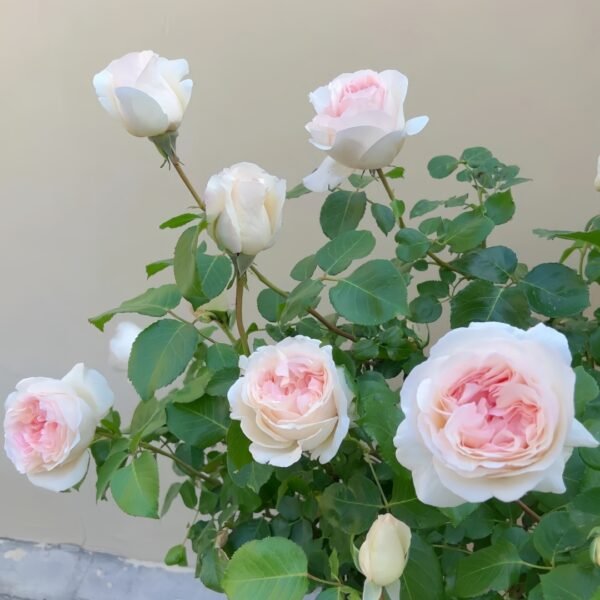 Fragrant Snow Rose