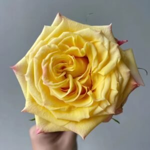 Golden Wheat Rose