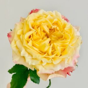 Golden Wheat Rose