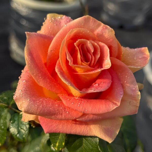 Grandiose Rose